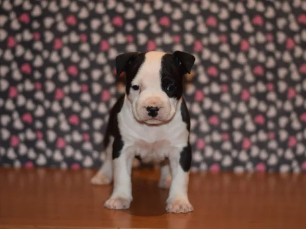 Američki stafordski terijer na prodaju, Loznica