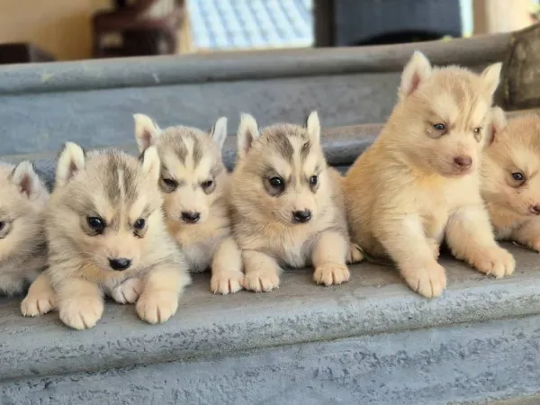 Sibirski haski na prodaju, Loznica