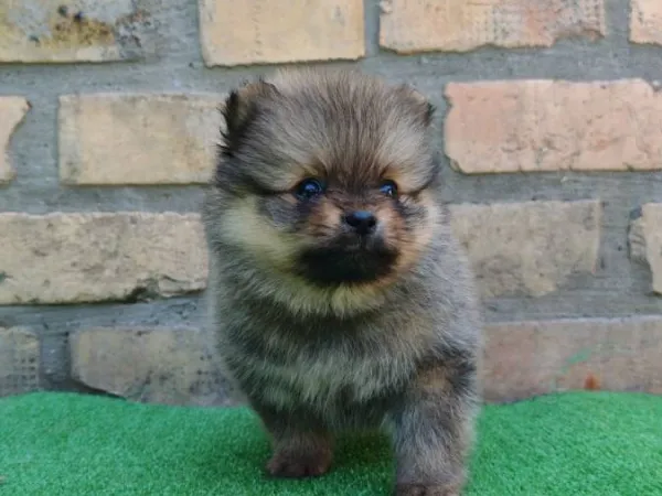 Nemački špic na prodaju, Bačka Topola