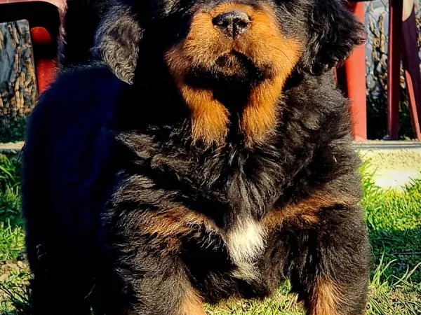 Tibetski mastif na prodaju, Kraljevo