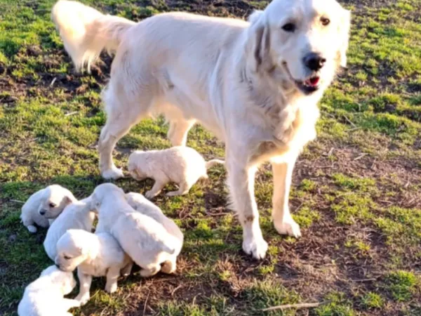 Zlatni retriver na prodaju, Subotica