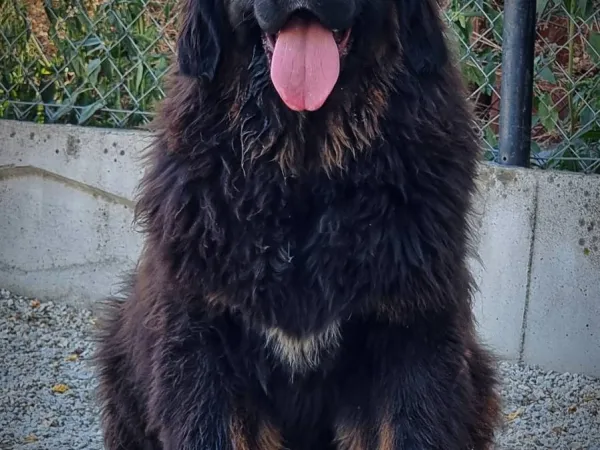 Tibetski mastif na prodaju, Kraljevo