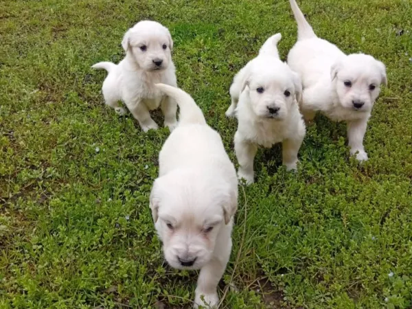 Zlatni retriver na prodaju, Subotica