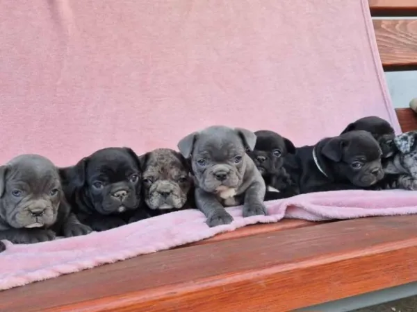 Francuski buldog na prodaju, Subotica