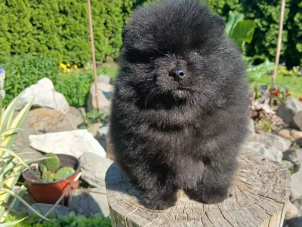 Nemački špic na prodaju, Subotica