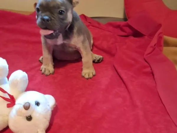 Francuski buldog na prodaju, Subotica