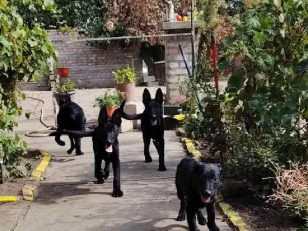 Nemački ovčar na prodaju, Subotica