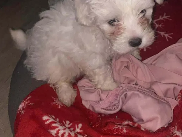 Malteški pas na prodaju, Subotica