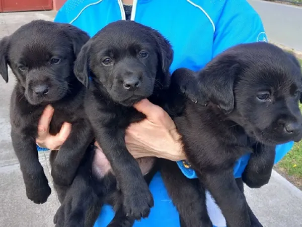 Labrador retriver na prodaju, Sremska Mitrovica