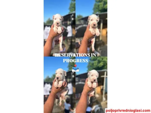 Argentinski pas na prodaju, Inđija