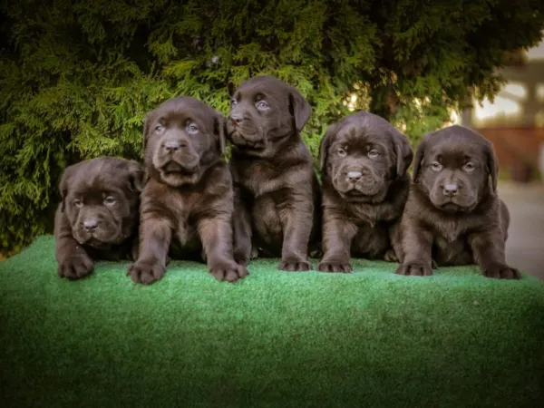 Labrador retriver na prodaju, Bačka Palanka