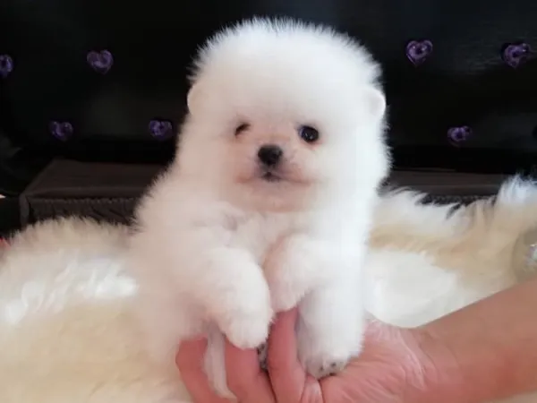 Nemački špic na prodaju, Novi Sad