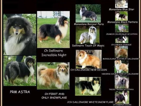 Ostalo na prodaju, Srbobran