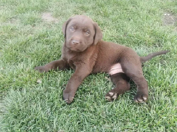 Labrador retriver na prodaju, Beograd