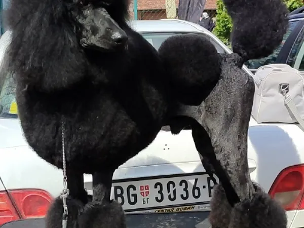 Pudla (velika) na prodaju, Valjevo