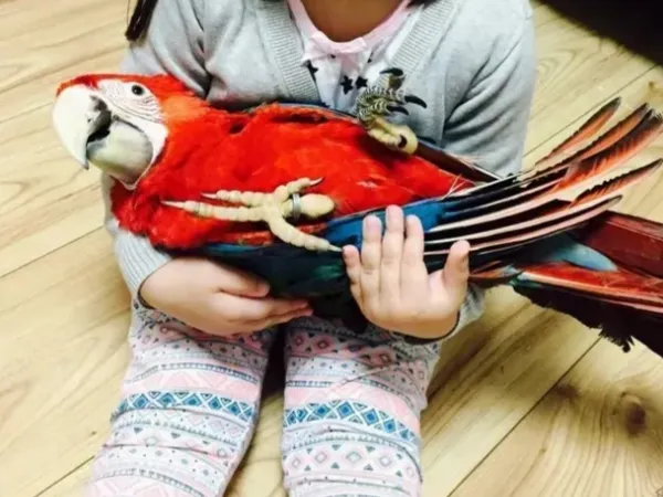 Ara Severa na prodaju, Beograd Batajnica