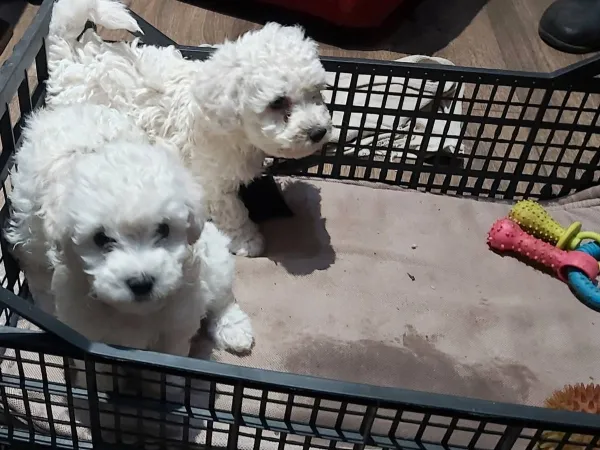 Kovrdžavi bišon na prodaju, Subotica