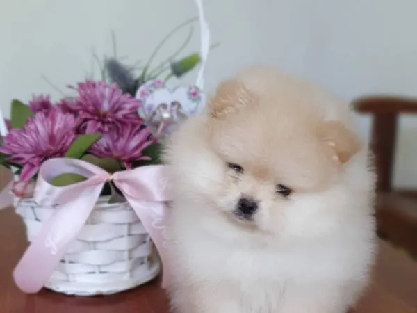 Nemački špic na prodaju, Novi Sad