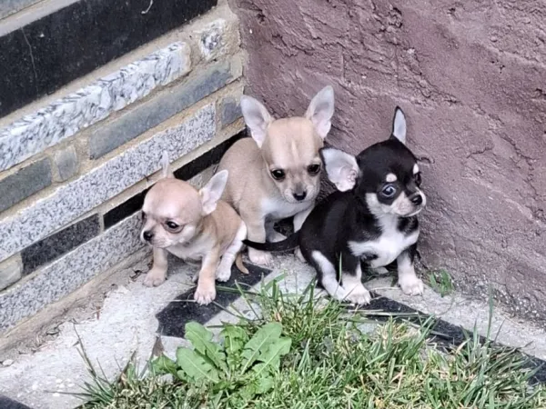 Čivava na prodaju, Subotica