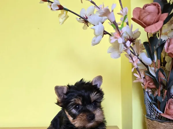 Jorkširski terijer na prodaju, Zrenjanin