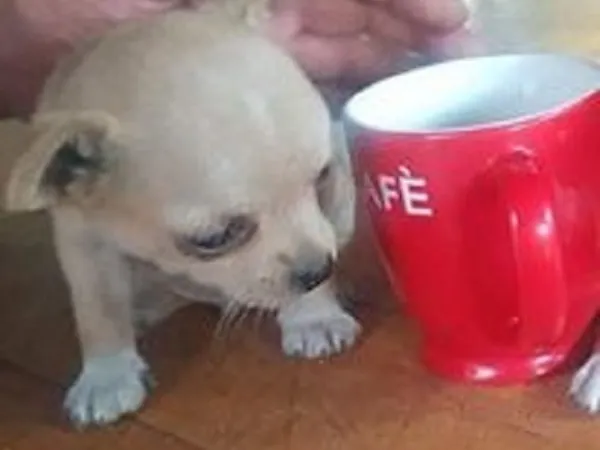 Čivava na prodaju, Novi Sad