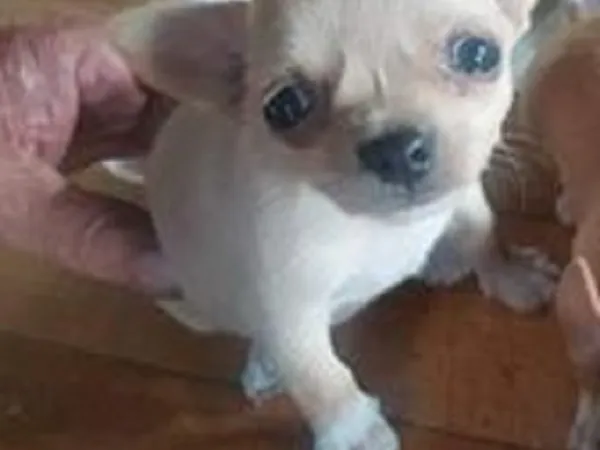 Čivava na prodaju, Novi Sad