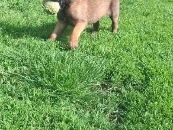 Belgijski ovčar na prodaju, Ruma
