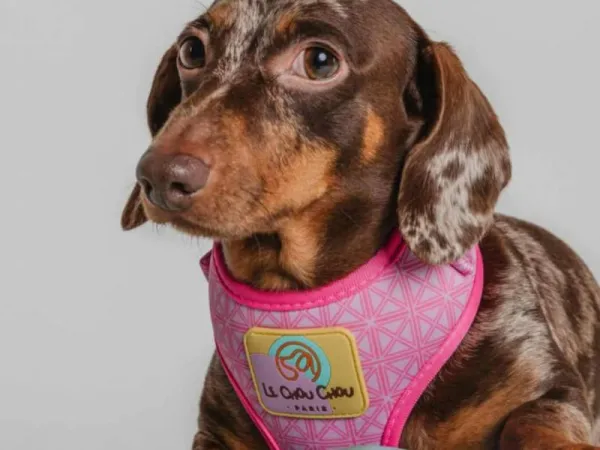 Jazavičar na prodaju, Leskovac