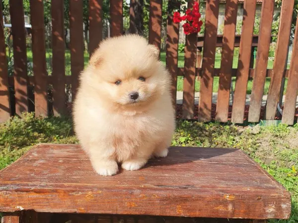 Nemački špic na prodaju, Novi Sad