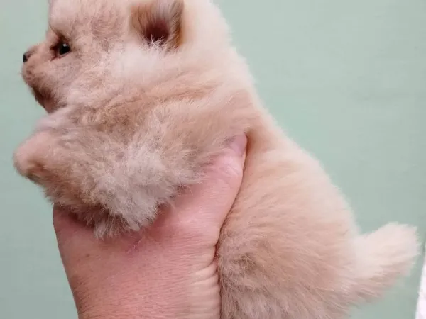 Nemački špic na prodaju, Novi Sad