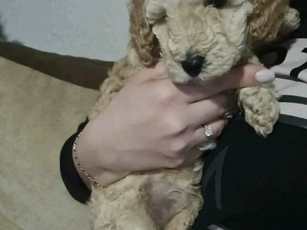 Pudla (patuljasta) na prodaju, Novi Sad