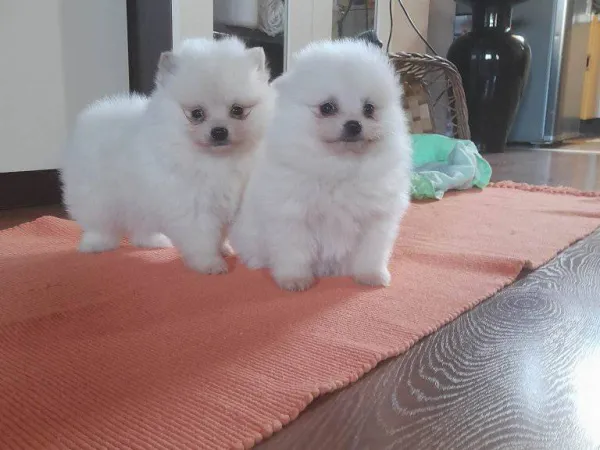 Pudla (patuljasta) na prodaju, Novi Sad