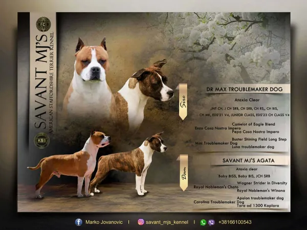 Američki stafordski terijer na prodaju, Obrenovac