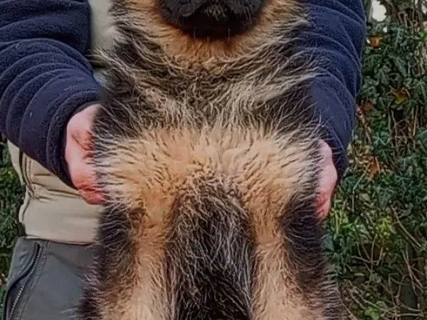 Nemački ovčar na prodaju, Beograd Rakovica