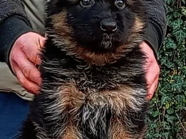 Nemački ovčar na prodaju, Beograd Rakovica