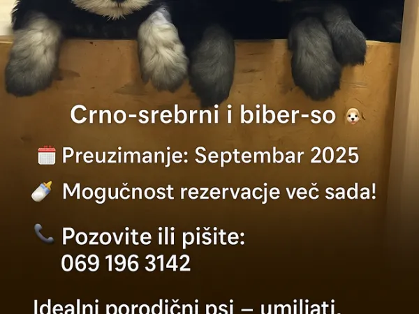 Patuljasti šnaucer na prodaju, Bečej