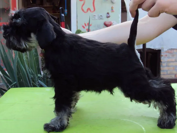 Patuljasti šnaucer na prodaju, Bečej