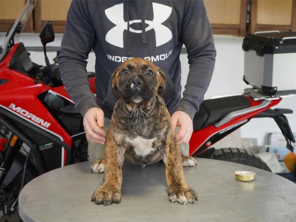 Mastif na prodaju, Beograd