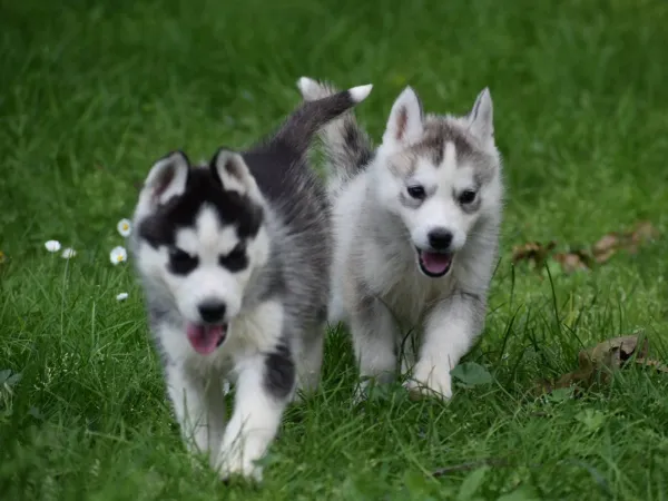 Sibirski haski na prodaju, Novi Sad