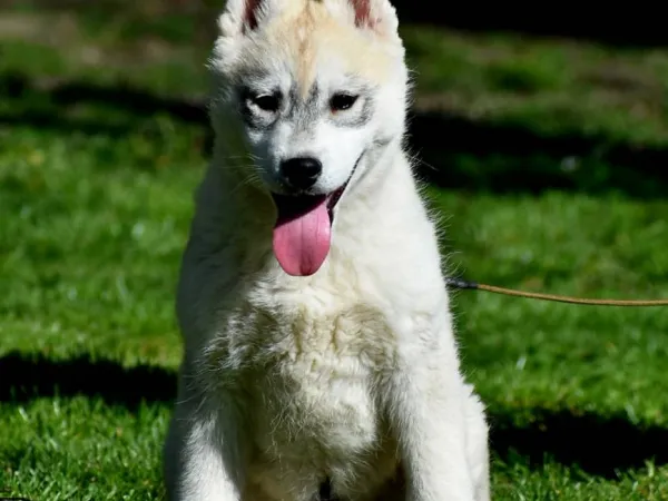 Sibirski haski na prodaju, Novi Sad