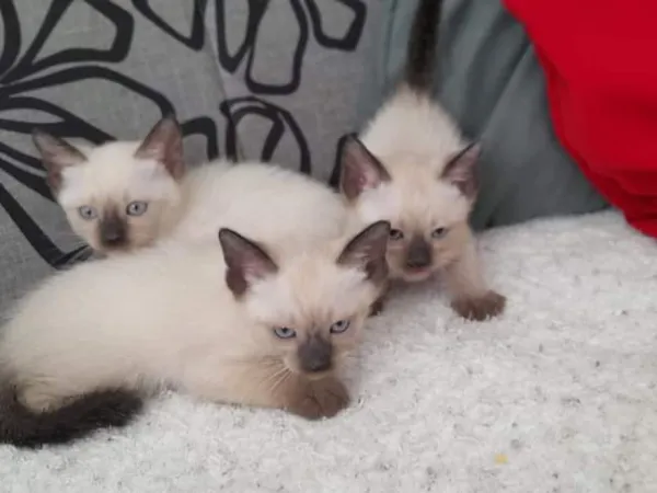 Sijamska mačka na prodaju, Subotica