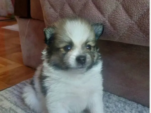 Nemački špic na prodaju, Pančevo