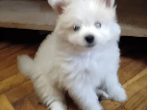 Nemački špic na prodaju, Pančevo