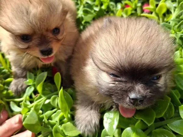 Nemački špic na prodaju, Kikinda