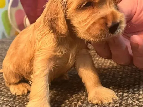 Engleski koker španijel na prodaju, Pančevo