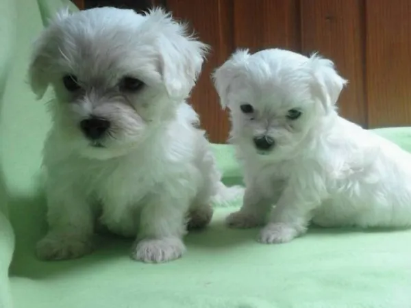 Malteški pas na prodaju, Kikinda