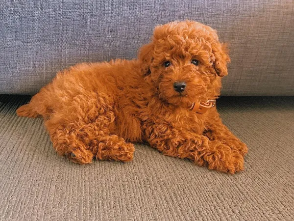 Pudla (patuljasta) na prodaju, Beograd