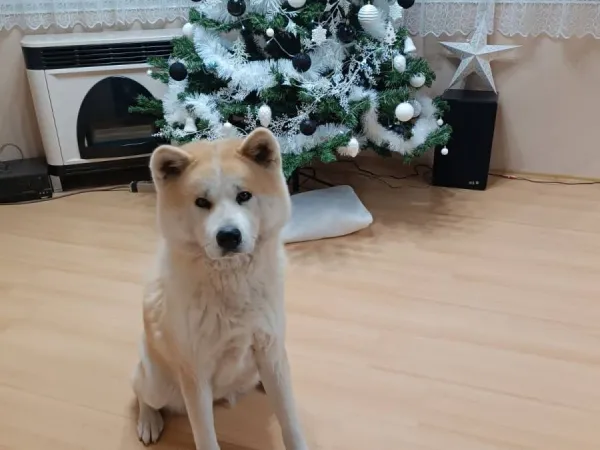 Akita na prodaju, Vrbas