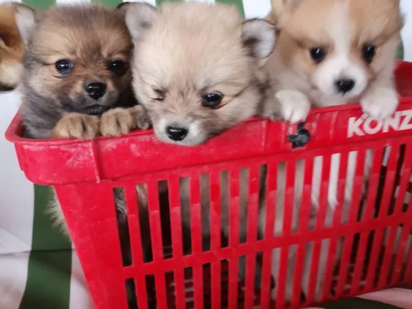 Nemački špic na prodaju, Novi Sad