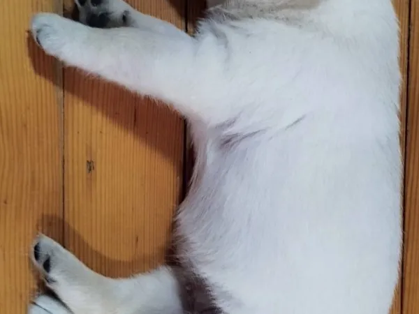 Labrador retriver na prodaju, Niš